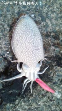 ����䥱����