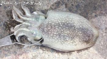 ����䥱����