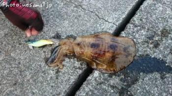 �����ꥤ��