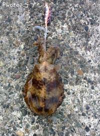 �����ꥤ��