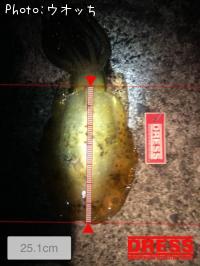 ¥¢¥ª¥ê¥¤¥«