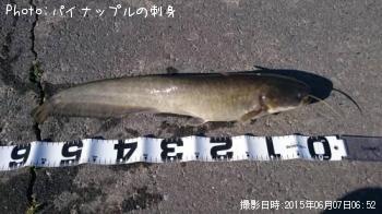 �ʥޥ�