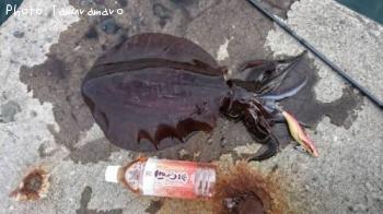 �����ꥤ��