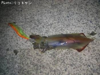 ¥±¥ó¥µ¥¥¤¥«