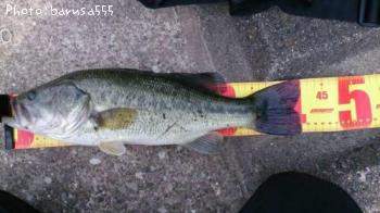 ¥Ö¥é¥Ã¥¯¥Ð¥¹