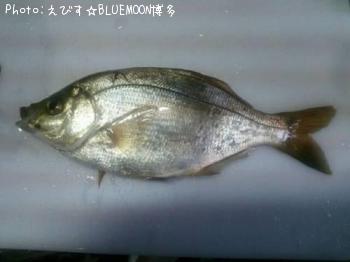 ���ߥ��ʥ�