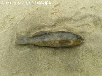 ���ߥ��ʥ�