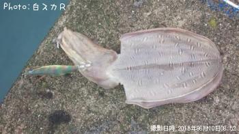 ���ߥʥꥤ��