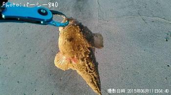 ¥Þ¥´¥Á
