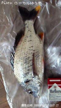 ���ӥ����