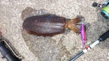 �����ꥤ��