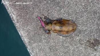 ¥¢¥ª¥ê¥¤¥«