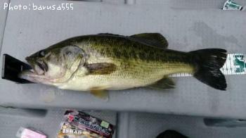 ¥Ö¥é¥Ã¥¯¥Ð¥¹