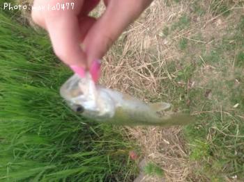 ¥Ö¥é¥Ã¥¯¥Ð¥¹