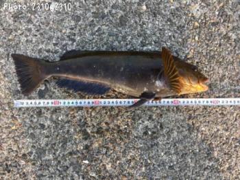 �����ʥ�