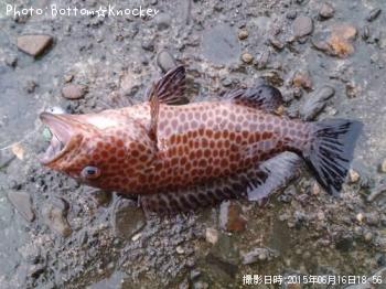 ¥ª¥ª¥â¥ó¥Ï¥¿