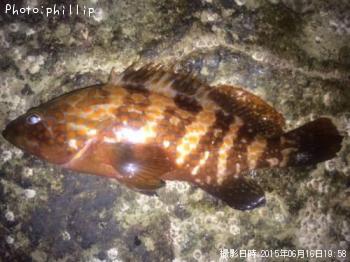 �����ϥ�