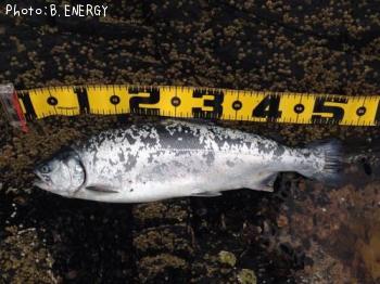 ������ޥ�