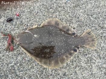 ¥Þ¥Ä¥«¥ï¥¬¥ì¥¤