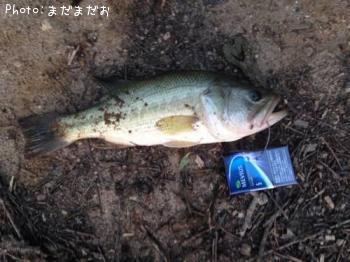 �֥�å��Х�