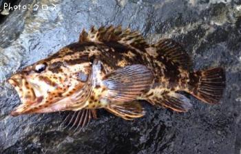 �٥å�������