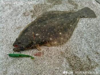 ¥Ò¥é¥á¡Ê¥½¥²¡Ë