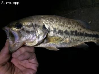 �֥�å��Х�