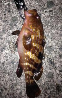 �����ϥ�