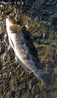 �����ʥ�