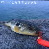 �����ե�