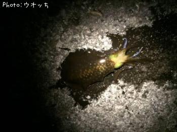 �����ꥤ��