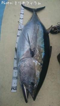 �᥸�ޥ���