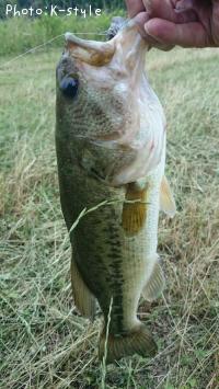 �֥�å��Х���