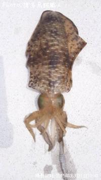 �����ꥤ��