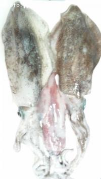 �����ꥤ��