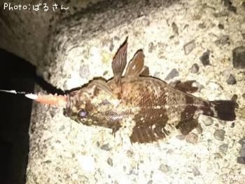 �٥å�������