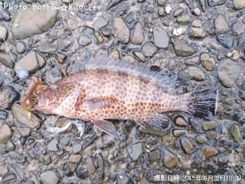 �������ϥ�