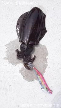 ¥¢¥ª¥ê¥¤¥«