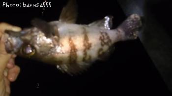 ��Х롡�����Х�