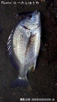 ���ӥ����