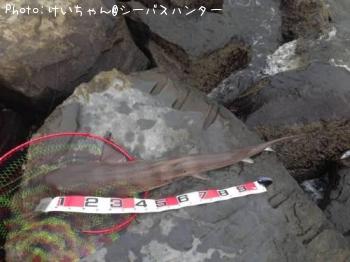 �ۥ�����