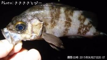 ¥á¥Ð¥ë¡õ¥·¡¼¥Ð¥¹