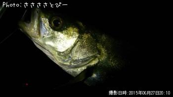 ¥á¥Ð¥ë¡õ¥·¡¼¥Ð¥¹