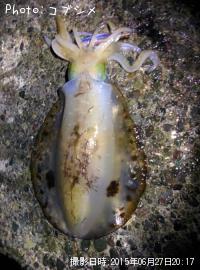 ¥¢¥ª¥ê¥¤¥«