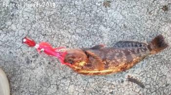 �����ʥ�