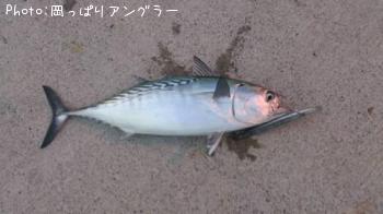 ���ޥ��ĥ�