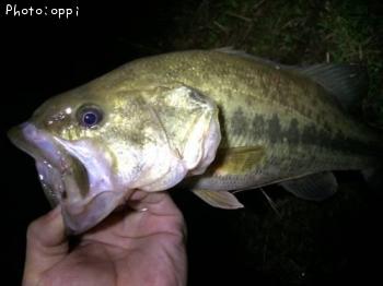 �֥�å��Х�