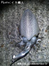 ����䥱����