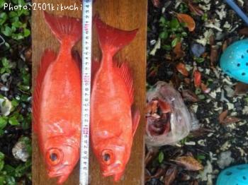 ¥¦¥¹¥Ù¥Ë¥¥ó¥È¥