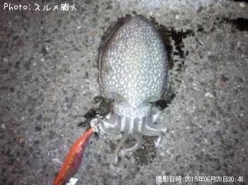 ����䥱����